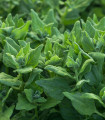BIO novozelandska špinača - Tetragonia tetragonoides - bio semena špinače - 30 kos