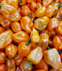 Čili Bhut Jolokia oranžna - Capsicum chinense - semena čilija - 15 kosov