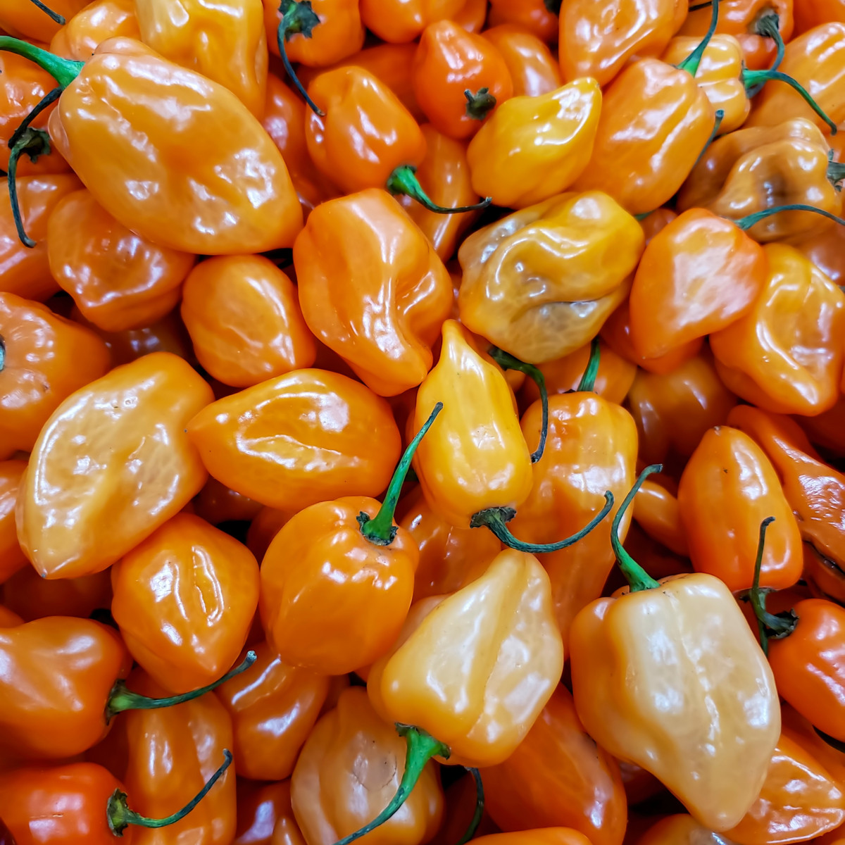 Čili Bhut Jolokia oranžna - Capsicum chinense - semena čilija - 15 kosov