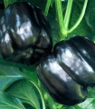 Paprika Vijolična lepotica - Capsicum annuum - semena - 9 kos