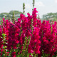 Velika temno roza levjesrčna - Antirrhinum majus - semena levjesrčne - 20 kosov