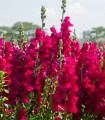 Velika temno roza levjesrčna - Antirrhinum majus - semena levjesrčne - 20 kosov