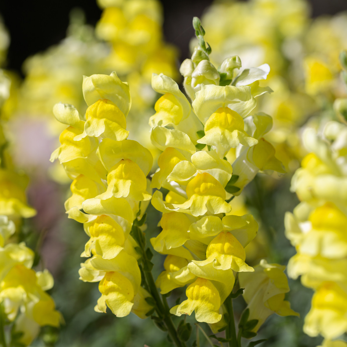 Hledík větší žlutý - Antirrhinum majus - semena hledíku - 20 ks