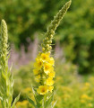 Mlečnica - Verbascum phlomoides - semena mlečnice - 0,1 g