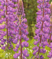 Lupina mnogolistna Chatelaine - Lupinus polyphyllus - semena - 30 kos