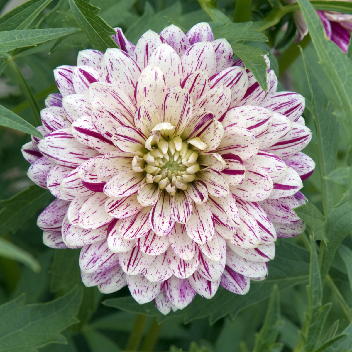 Jiřinka Smokey - Dahlia - hlízy jiřinky - 1 ks