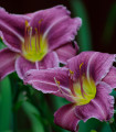 Denivka Modro Morje - Hemerocallis - gomolji denivke - 1 kos