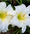 Denivka White Temptation - Hemerocallis - gomolji denivke - 1 kos