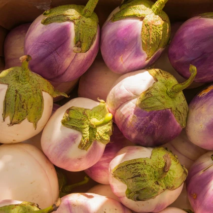 BIO Jajčevec Rosa Bianca - Solanum melongena - bio semena jajčevca - 20 kosov