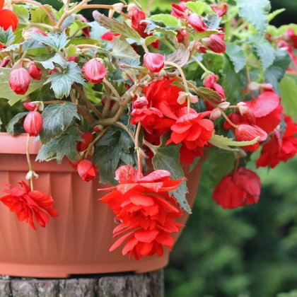 Begonie červená - Begonia pendula - hlízy begonie - 2 ks