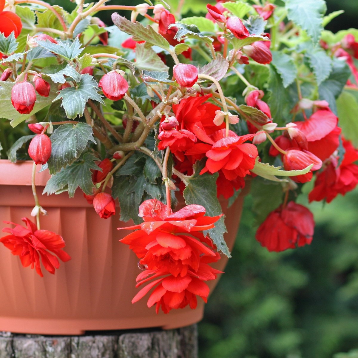 Begonie červená - Begonia pendula - hlízy begonie - 2 ks