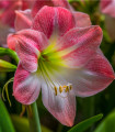 Hippeastrum Apple Blossom - Hippeastrum - čebulica hippeastruma - 1 kos