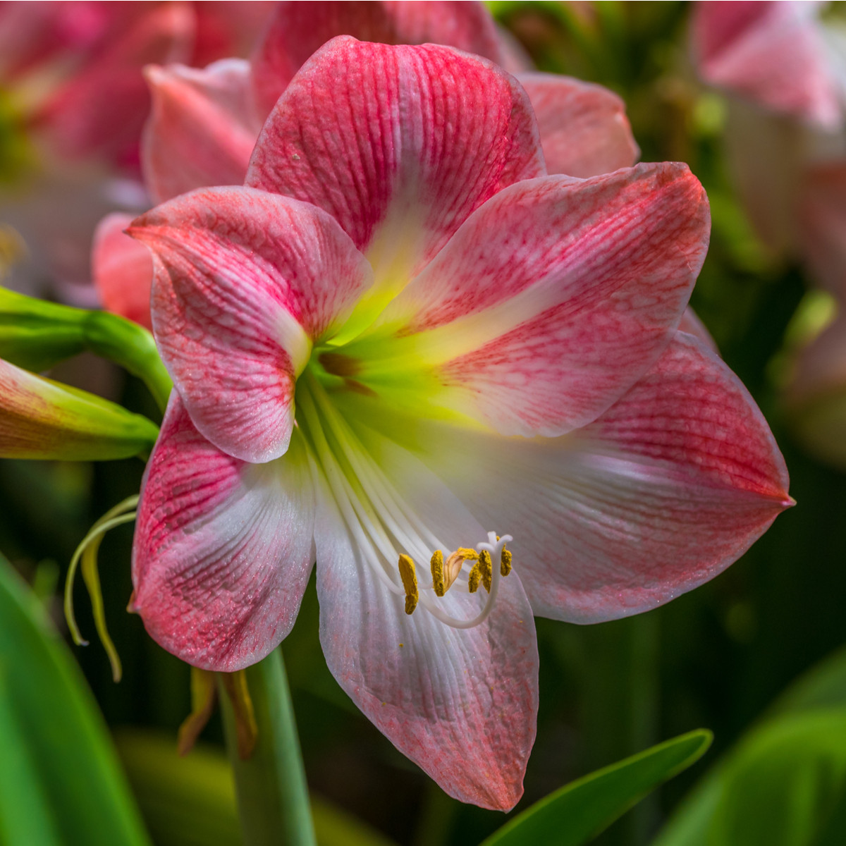 Hvězdník Apple Blossom - Hippeastrum - cibule hvězdníku - 1 ks