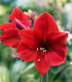 Hippeastrum Red Lion - Hippeastrum - čebulica hippeastruma - 1 kos