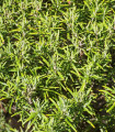Rožmarin zdravilni Rosita - Rosmarinus officinalis - semena rožmarina - 50 kosov