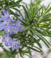 BIO Rožmarin zdravilni - Rosmarinus officinalis - semena rožmarina - 30 kosov