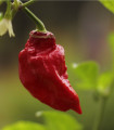 Čili Brazilski poper - Capsicum Chinense - semena čili - 6 kos