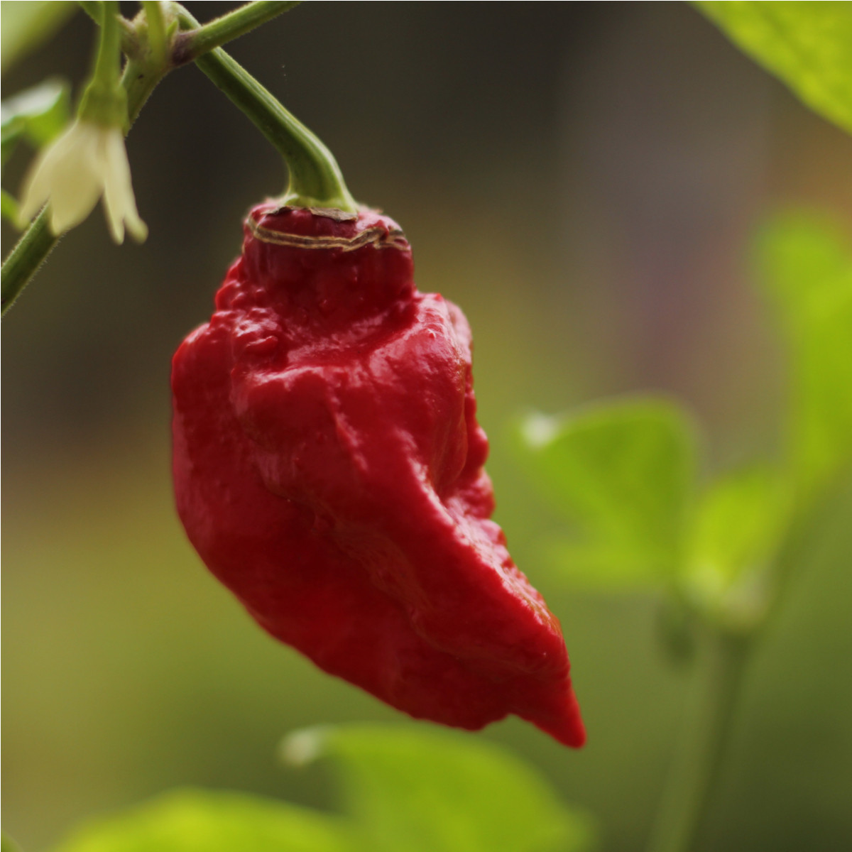 Chilli Brazilský pepř - Capsicum Chinense - semena chilli - 6 ks