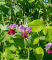 BIO Grah sladkorni Golden Sweet - Pisum sativum - bio semena graha - 35 kos