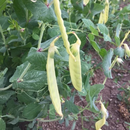 BIO Hrách cukrový Golden Sweet - Pisum sativum - bio semena hrachu - 35 ks