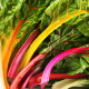 BIO Mangold duhový - Beta vulgaris - bio semena mangoldu - 45 ks