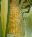 BIO Sladka koruza Golden Bantam - Zea mays - bio semena koruze - 16 kos