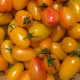 Paradižnik Artisan Blush Tiger - Solanum lycopersicum - semena paradižnika - 6 kosov