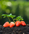 Jahodnik Honeyo - Fragaria ananassa - prostokoreninske sadike jahodnika - 5 kos