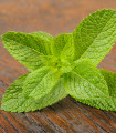 BIO Spearmint - Mentha viridis - bio semena mete - 25 ks