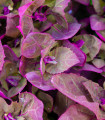 BIO vrtna loboda – Atriplex hortensis – ekološka semena lobode – 40 kosov