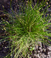 Isolepis Live Wire - Isolepis cernua - semena okrasnih trav - 10 kos