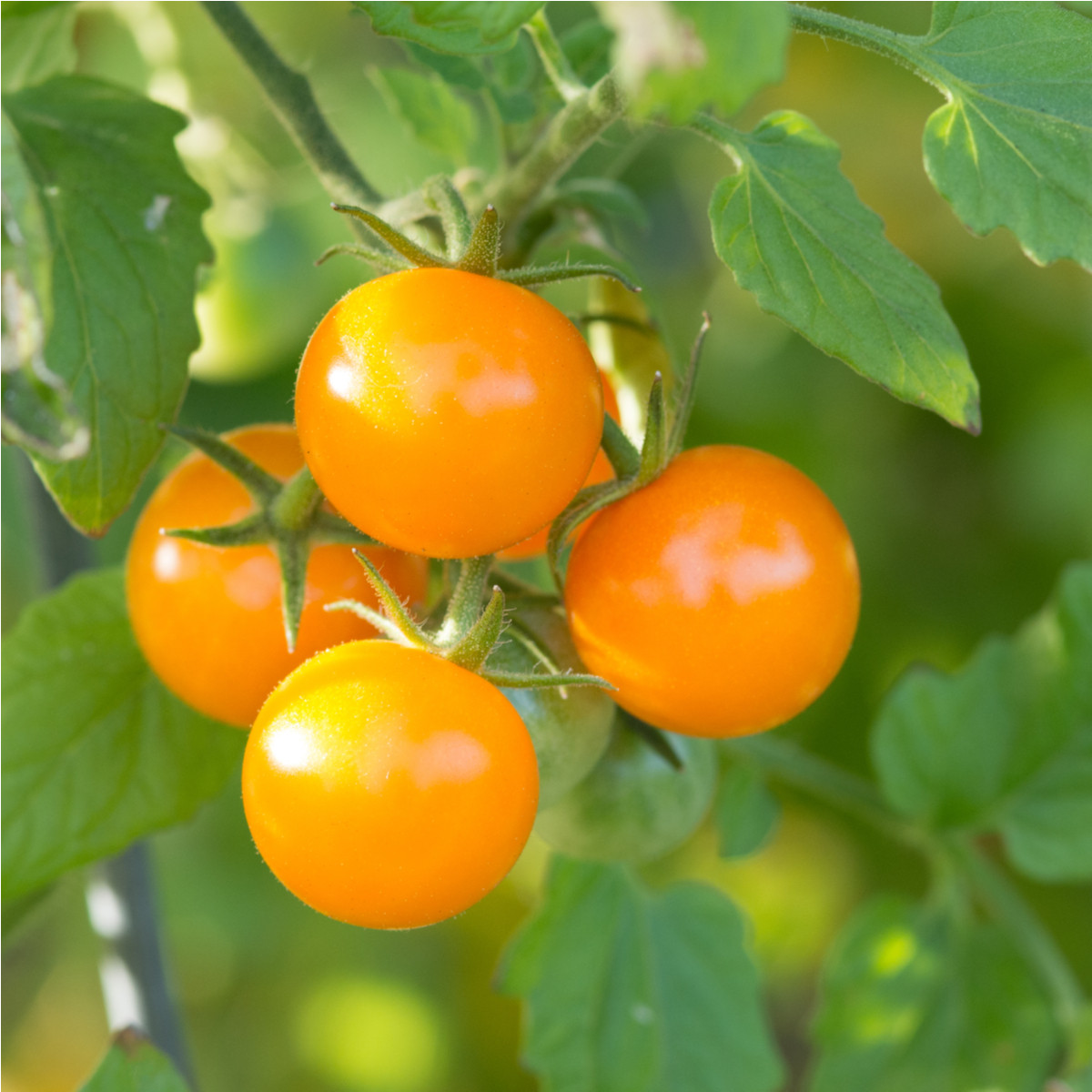 Rajče Yoney F1- Solanum lycopersicum - semena rajčete - 6 ks