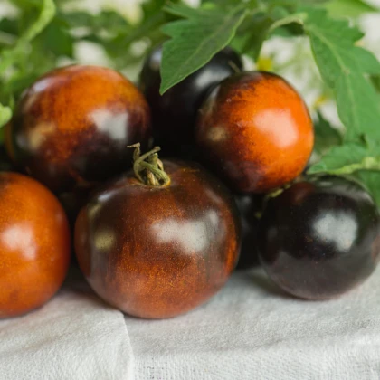 BIO Rajče Brown Berry - Solanum lycopersicum - bio semena rajčete - 7 ks