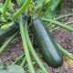 BIO Cuketa Ola Escaladora - Cucurbita pepo - bio semena cukety - 5 ks
