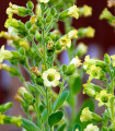 Tobačniška rastlina - Nicotiana rustica - semena tobaka - 200 kos