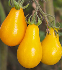 Rajče Žlutá hruška - Solanum lycopersicum - semena rajčete - 6 ks