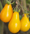 Paradižnik Rumena hruška - Solanum lycopersicum - semena paradižnika - 6 kosov