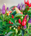 Čili Bolivijska mavrica - Capsicum annuum - semena čilija - 6 kos