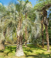 Palma Southern Jelly - Butia odorata - semena palme - 2 kos