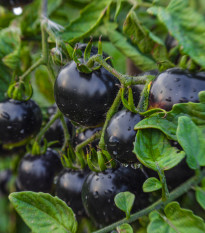 BIO Rajče Indigo Rose - Solanum lycopersicum - bio semena rajčete - 7 ks