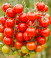 BIO Divji paradižnik Rote Murmel - Solanum pimpinellifolium - bio semena paradižnika - 6 kos