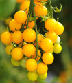 Divji paradižnik rumeni Murmel - Solanum pimpinellifolium - semena paradižnika - 6 kosov