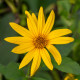 Topinambur červený Violet de Rennes - Helianthus tuberosus - prostokořenné sazenice topinamburu - 1 ks