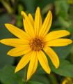 Rdeči topinambur Violet de Rennes - Helianthus tuberosus - prostokoreninske sadike topinamburja - 1 kos