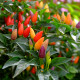 Chilli Prairie Fire - Capsicum annuum - semena čilija - 6 kosov