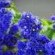 Limonka chobotnatá QIS Pale Blue - Limonium sinuatum - semena limonky - 30 ks