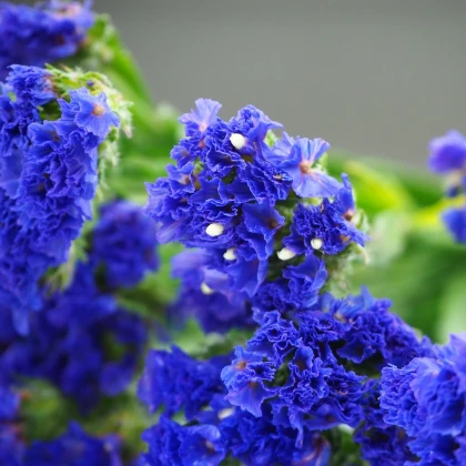 Limonka chobotnatá QIS Pale Blue - Limonium sinuatum - semena limonky - 30 ks