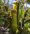 Madagaskarska lovilka - Nepenthes madagascariensis - semena lovilke - 10 kosov