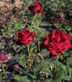 Vrtnica velikocvetna plezajoča temno rdeča - Rosa - prostokoreninske sadike vrtnice - 1 kos