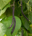BIO Fižol Blauhilde - Phaseolus vulgaris - bio semena fižola - 25 kos